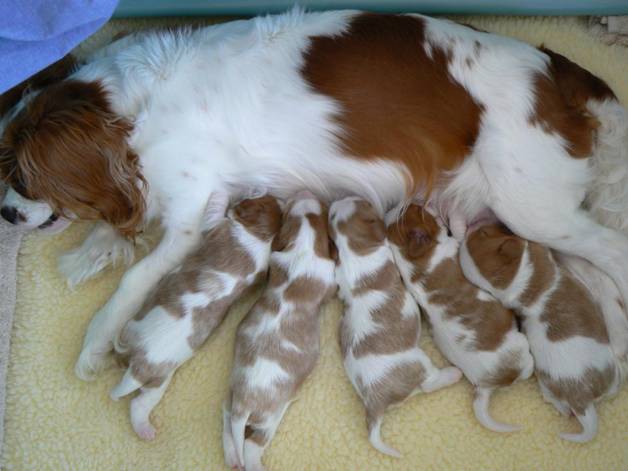 Puppies